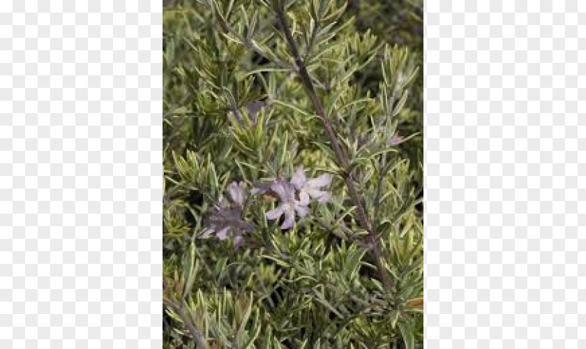 Lilac Rosemary Flora Lavender Herb Shrub PNG