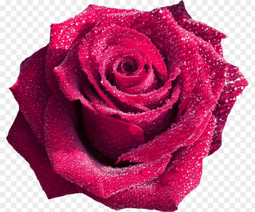 Rose Blue Red Flower Pink PNG