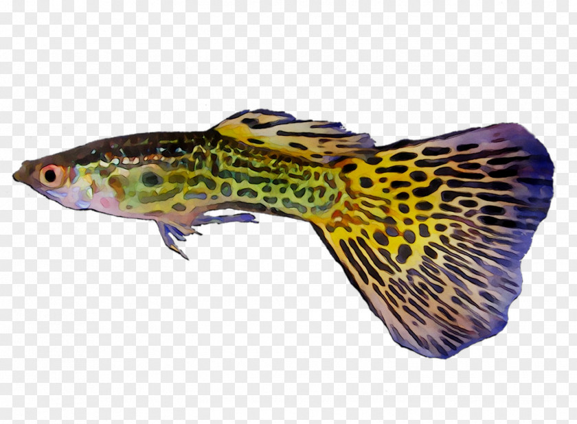 Fauna Purple Fish Terrestrial Animal PNG