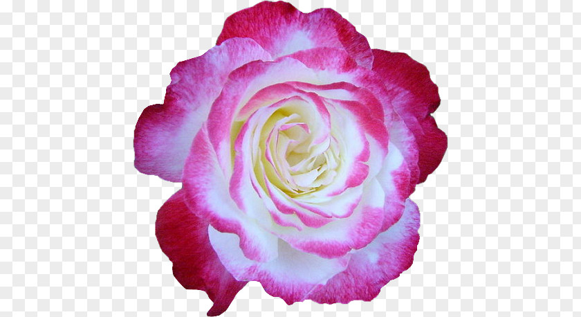 Flower Garden Roses Centifolia Album Yandex Search PNG