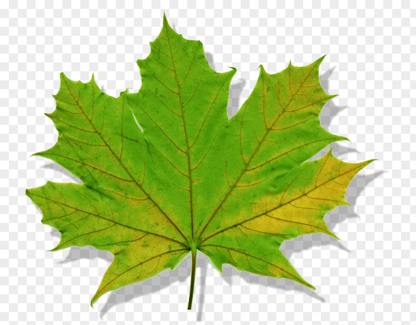 Leaf Maple Norway Tree Silver PNG