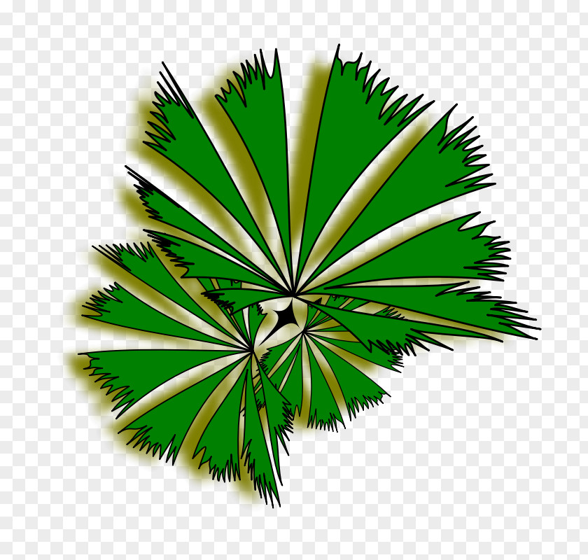 Palm Tree Clip Arecaceae Free Content Art PNG