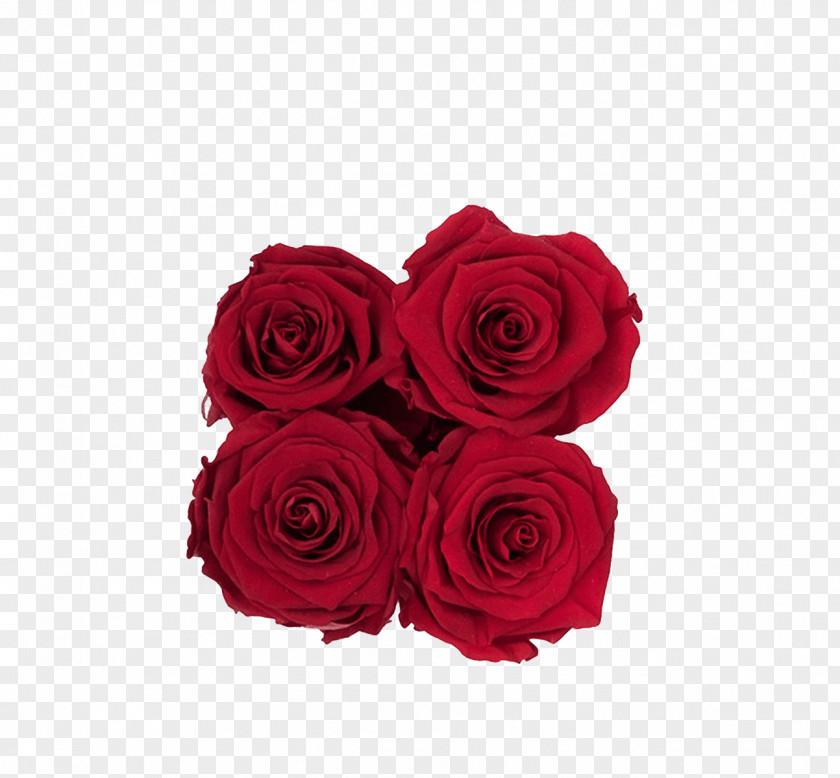 Royal Red Garden Roses Cut Flowers Flower Bouquet PNG