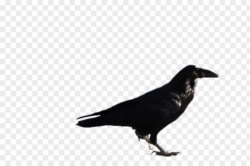 Black Birds Rook Bird PNG