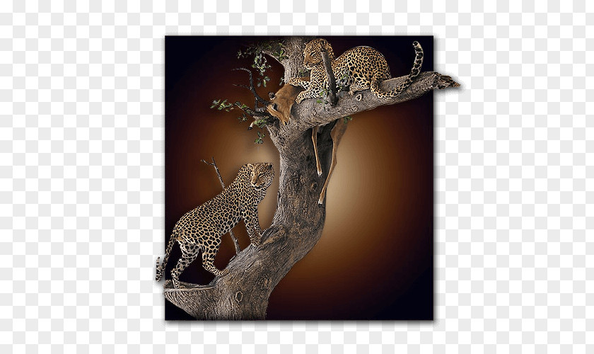 Exotic Animals Leopard Jaguar Cheetah Terrestrial Animal Wildlife PNG