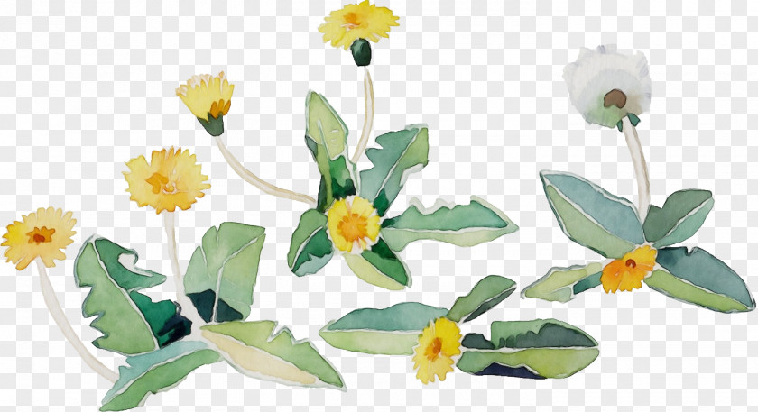 Flower Plant Yellow Petal Wildflower PNG