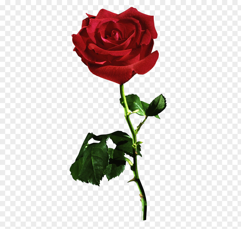 Garden Roses Blue Rose Desktop Wallpaper Flower PNG