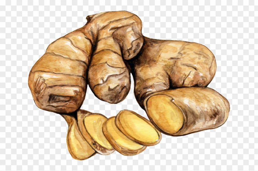 Ginseng Food Root Vegetables Ingredient PNG