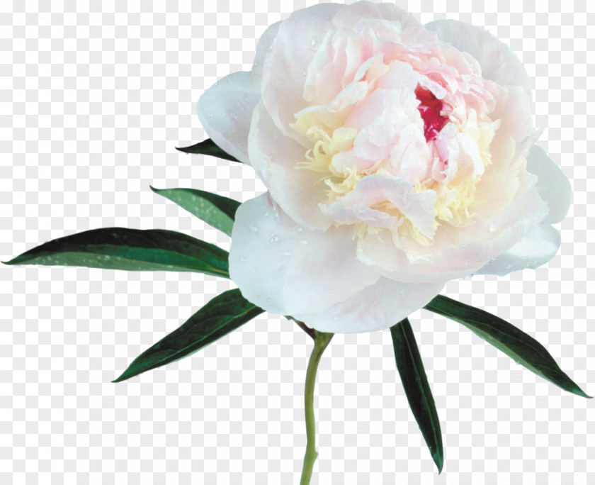 Large Transparent White Peony Clipart Clip Art PNG