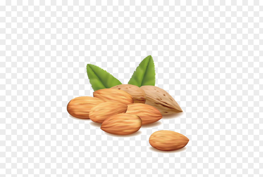 Nutritious Almonds Hazelnut Almond Royalty-free PNG