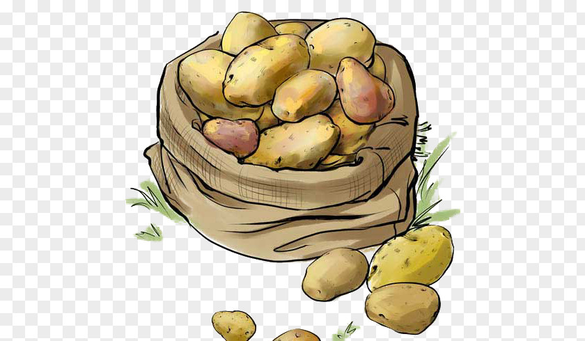 Potatoes Illustration Potato PNG