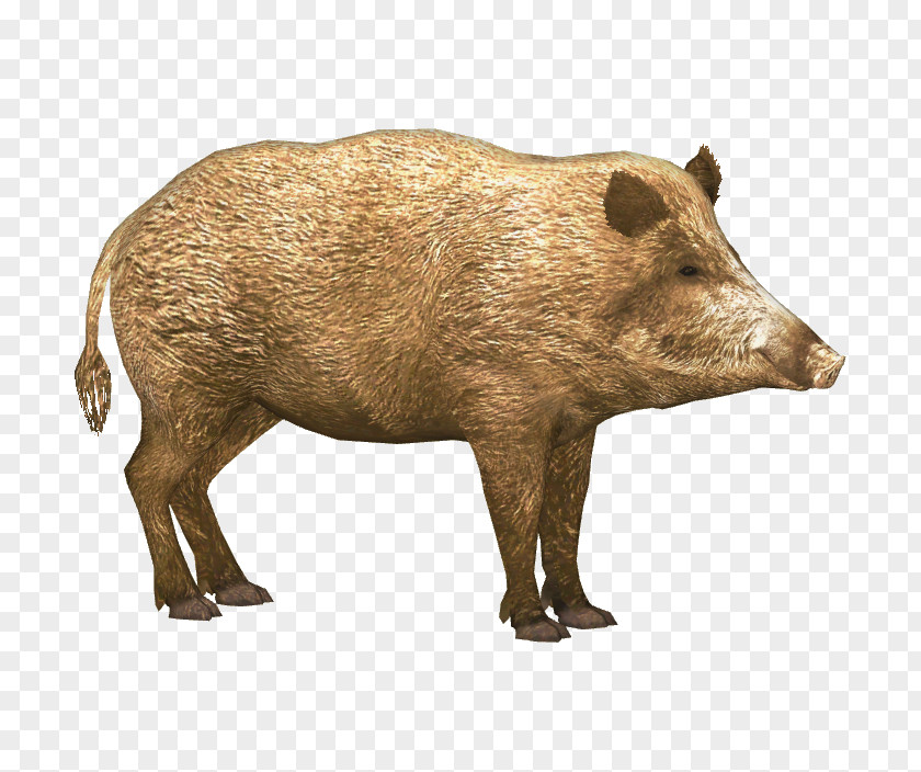 Boar Wild Icon PNG