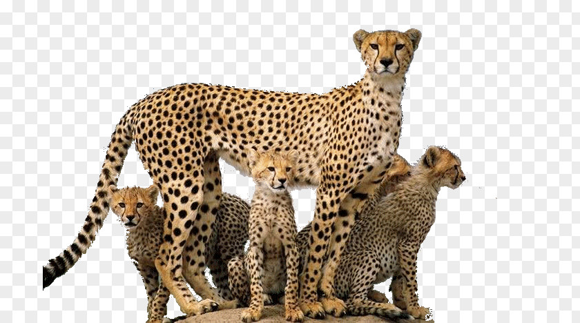 Cheetah PNG clipart PNG