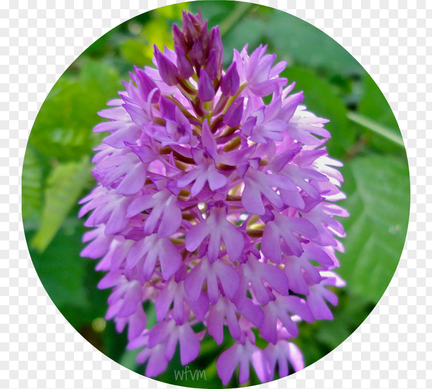 Flower Flowering Plant Purple Annual PNG