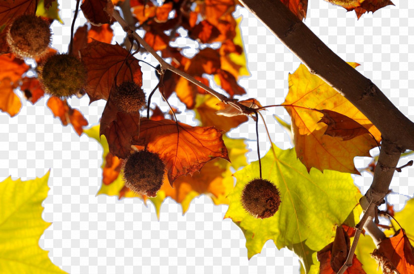 Indus Leaves Free To Download Firmiana Simplex Autumn Leaf Meteorology PNG