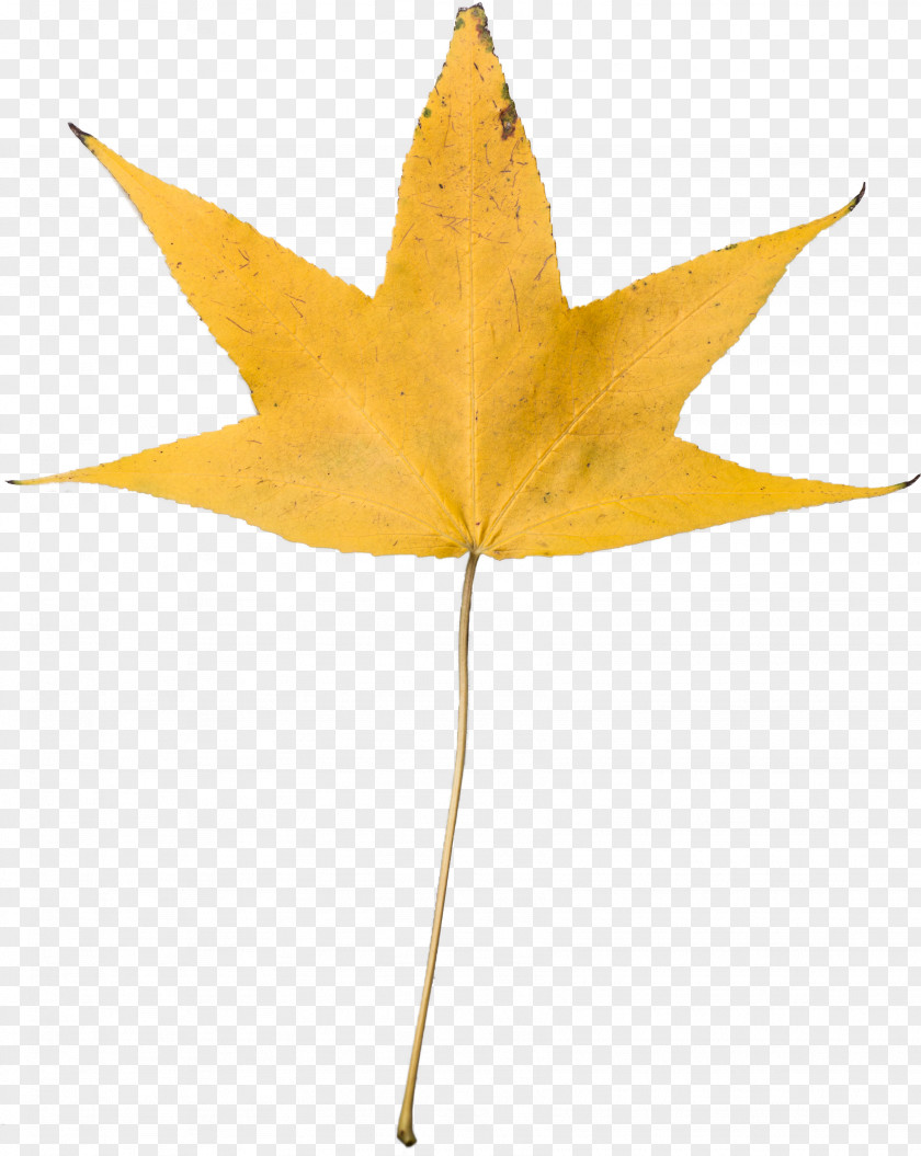 Leaf Autumn Color Desktop Wallpaper Yellow PNG