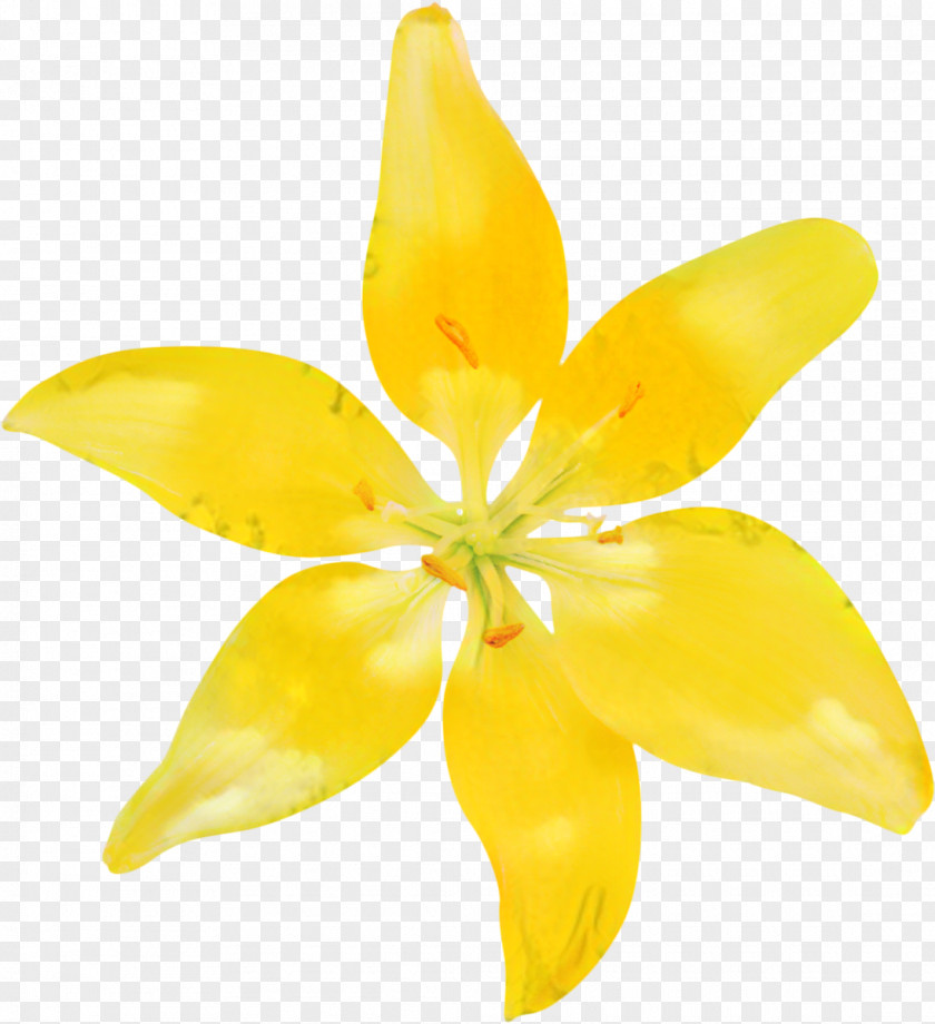 Lily Family Wildflower Flowers Background PNG