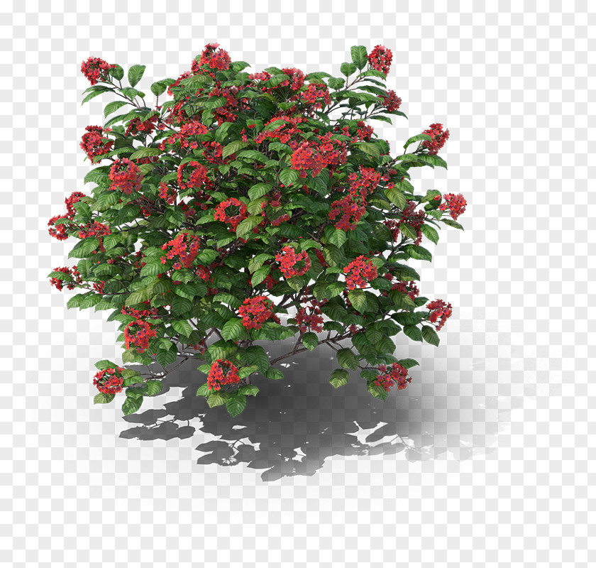 Ornamental Plant 6pm Shrub Flowerpot PNG