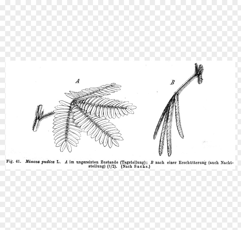 Plant Mimosa Pudica Acacia Dealbata Chronobiology Nyctinasty PNG