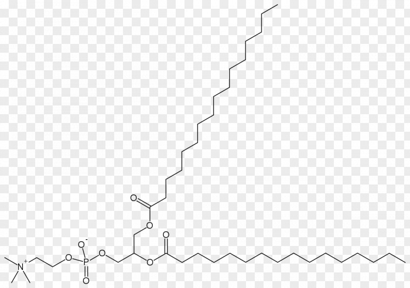 Polysorbate 80 Structure Dipalmitoylphosphatidylcholine Pulmonary Surfactant Phospholipid Lung Alveolus PNG