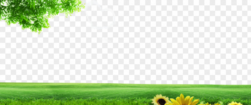 Spring Green Background Image Lawn Energy Grassland Nature Wallpaper PNG