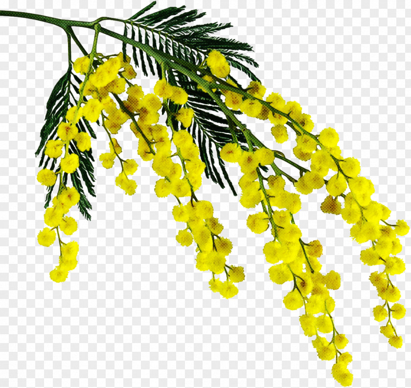 Yellow Plant Leaf Flower Tree PNG