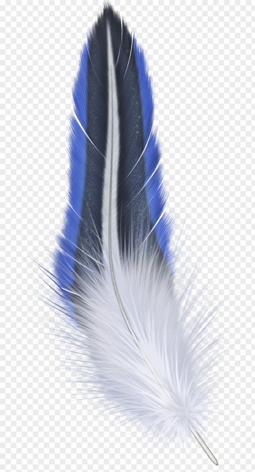 Feather Bird Clip Art PNG