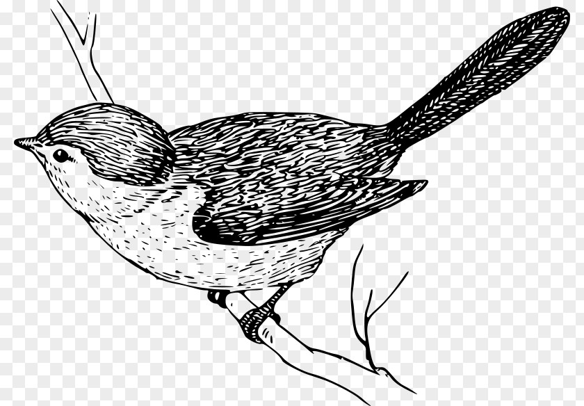 Bird Wren Drawing Clip Art PNG