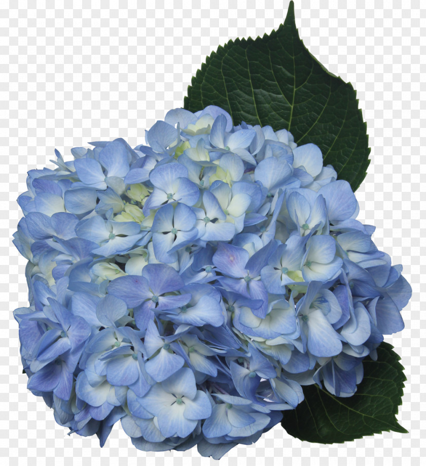 Blue Flower Hydrangea Cut Flowers Green PNG
