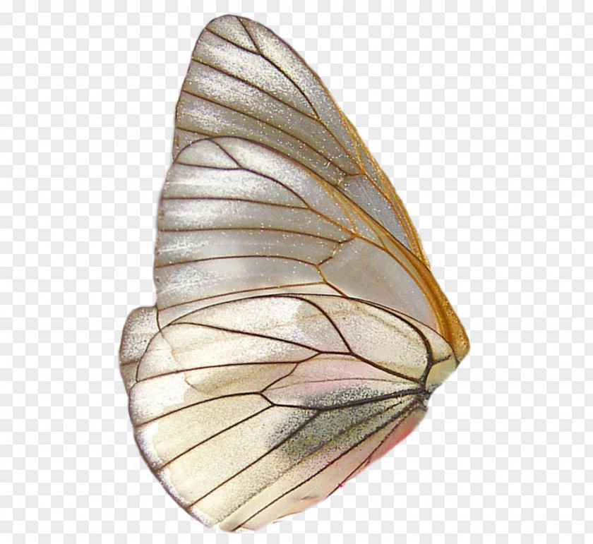 Butterfly Glasswing Insect Wing PNG