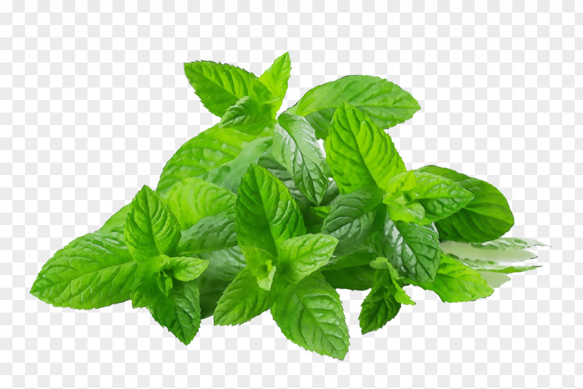 Lemon Basil Food Leaf Plant Herb Flower PNG