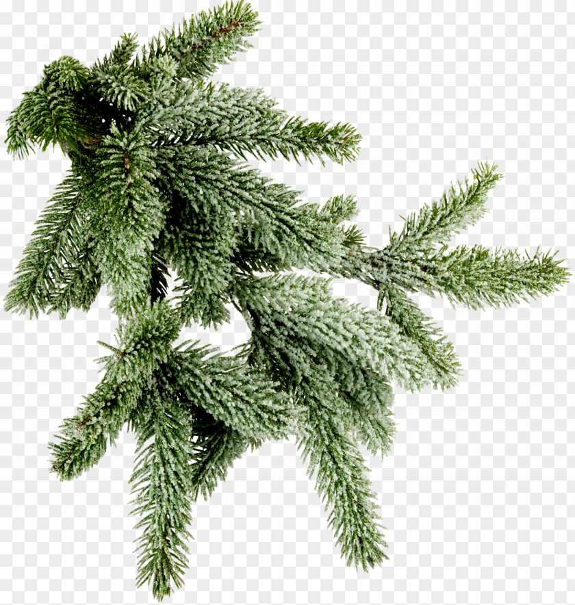 Tree Clip Art Stock Photography Image Christmas Day PNG