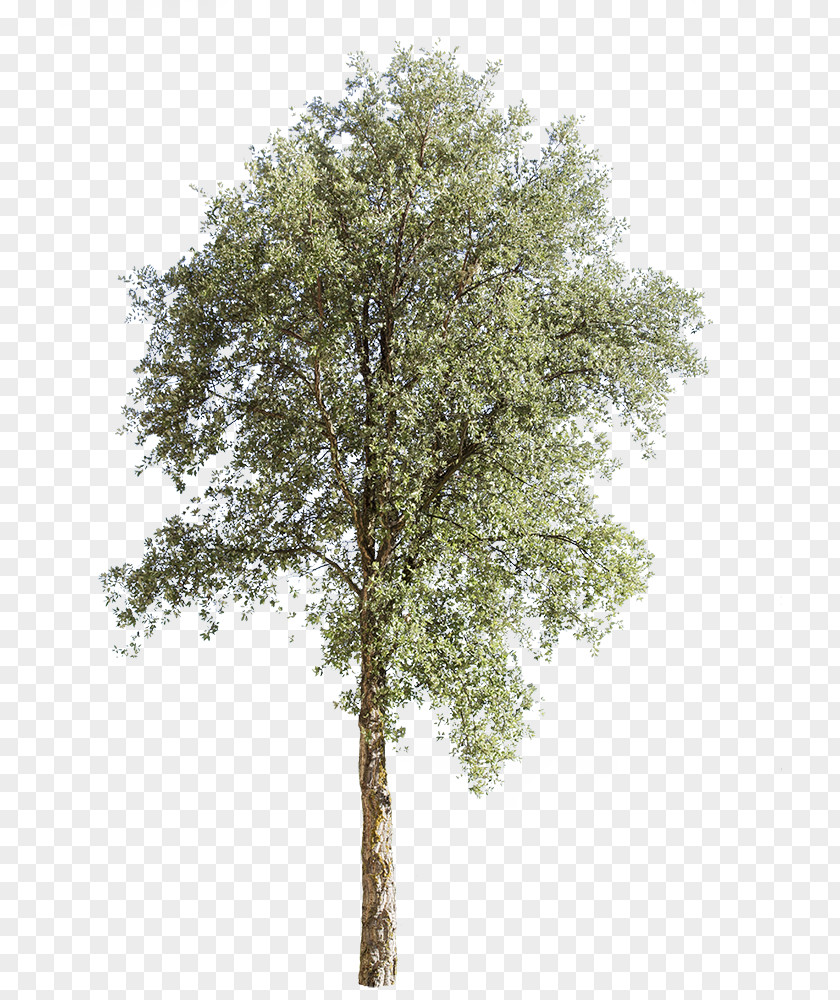 Tree Quercus Suber Landscape Architecture Bark PNG
