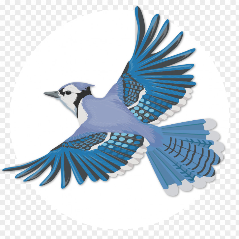 Bird Blue Jay Flight Clip Art PNG