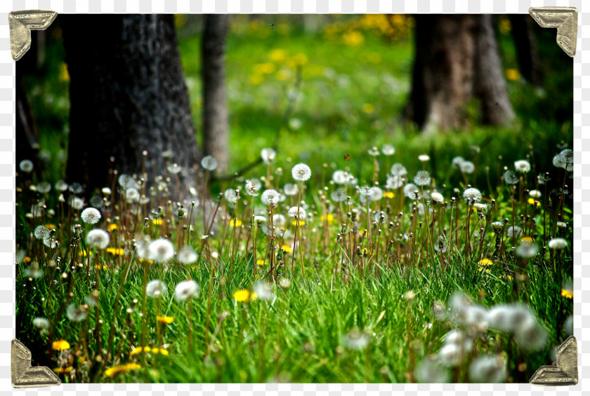 Dandelion Seed A Purpose Of Human Life, No Matter Who Is Controlling It, To Love Whoever Around Be Loved. The Sirens Titan Wish Lawn Desire PNG