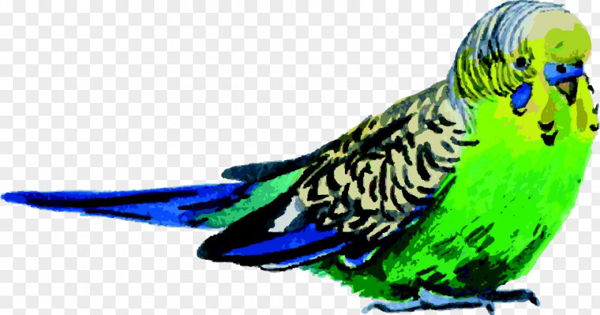 Green Birds Budgerigar Bird Parrot Watercolor Painting PNG
