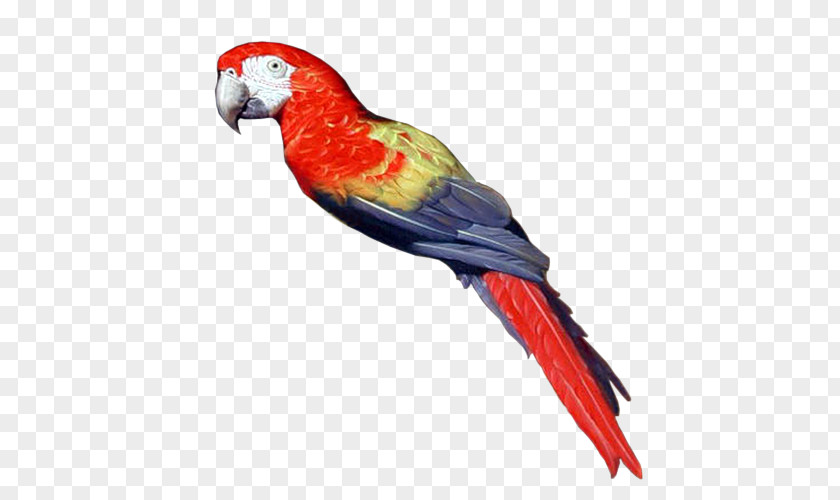 Pirate Parrot Bird Parakeet Clip Art PNG