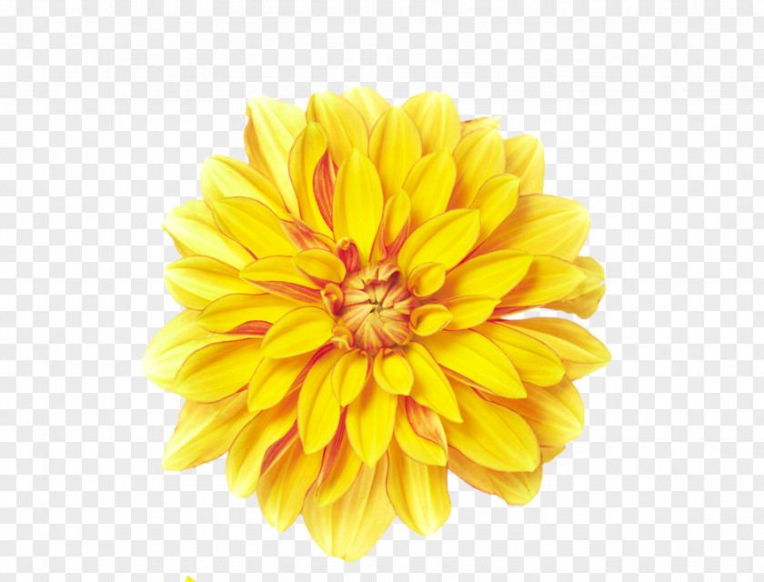 Chrysanthemum Flower Yellow Xd7grandiflorum PNG