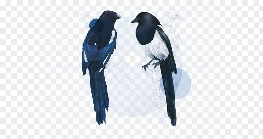 Crow Crows Eurasian Magpie PNG