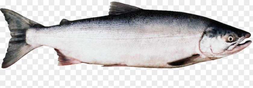 Fish Coho Salmon Sockeye Chinook Chum PNG