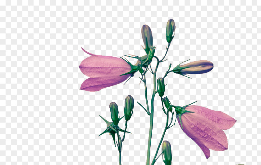 Flower Cut Flowers Art Petal Bud PNG