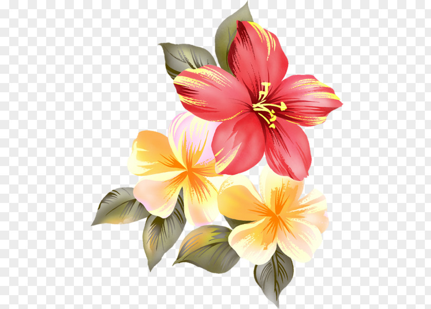 Flower Cut Flowers Shoeblackplant PNG