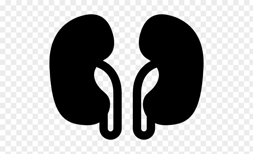 Line Kidney PNG