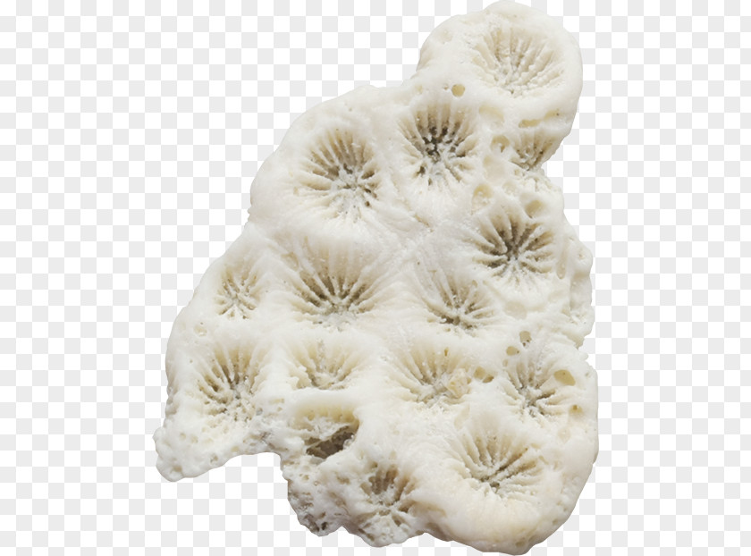 Shell Coral Seaweed Clip Art PNG