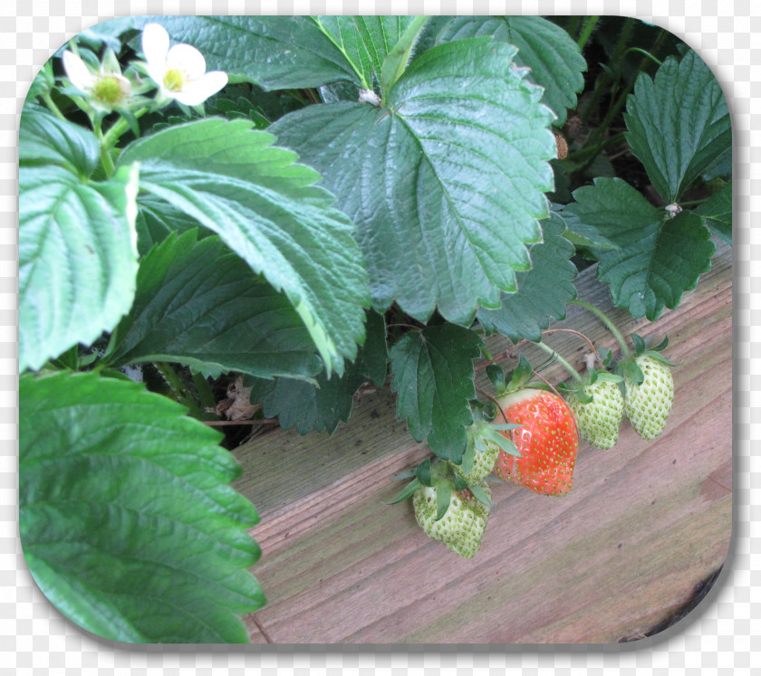 Strawberry Tree Herb Plant Leaf PNG