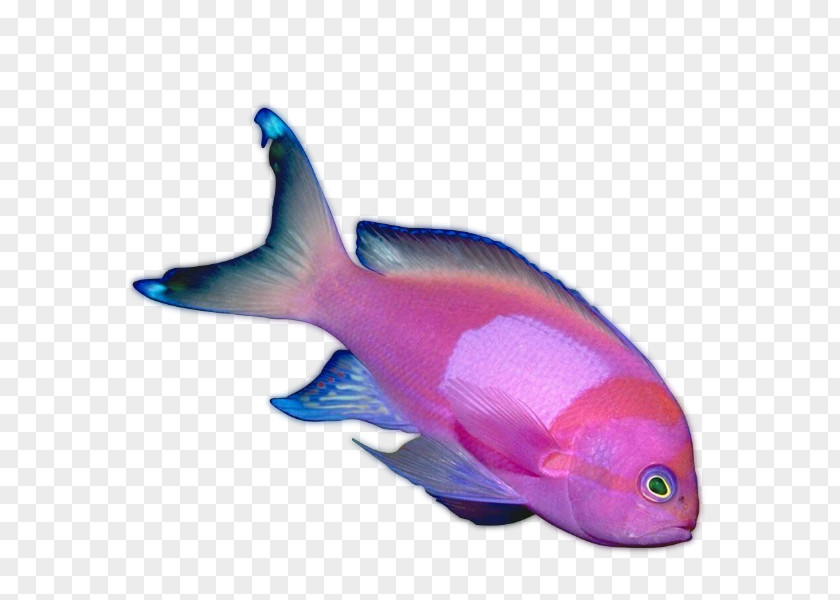 Fish Animaatio PNG
