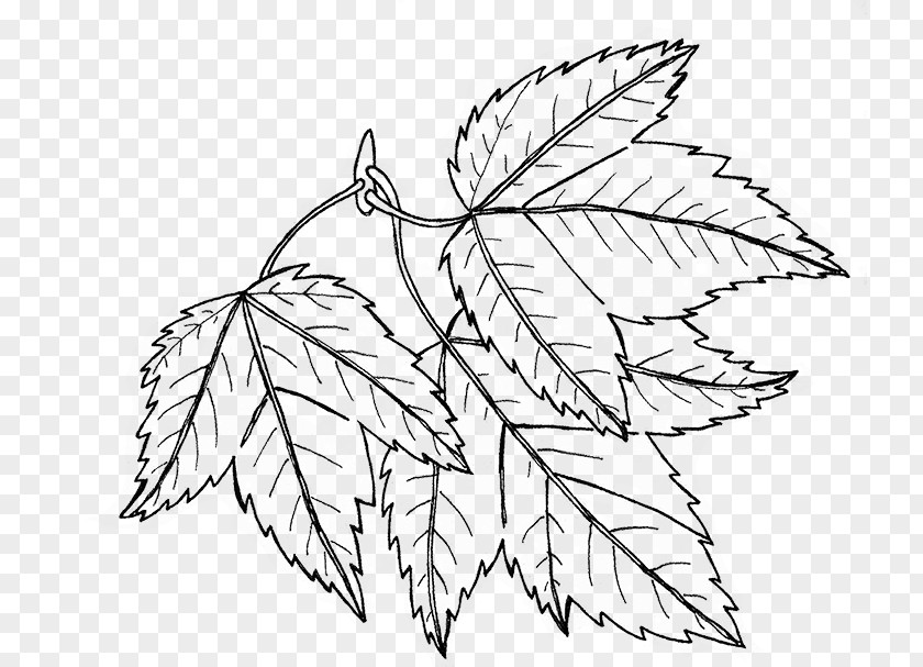 Leaves Doodle Drawing Line Art Digital Department Manager PNG