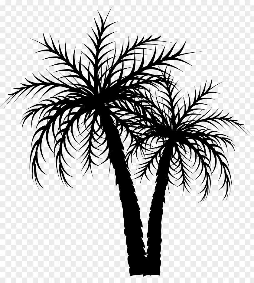 Asian Palmyra Palm Trees Date Coconut Image PNG