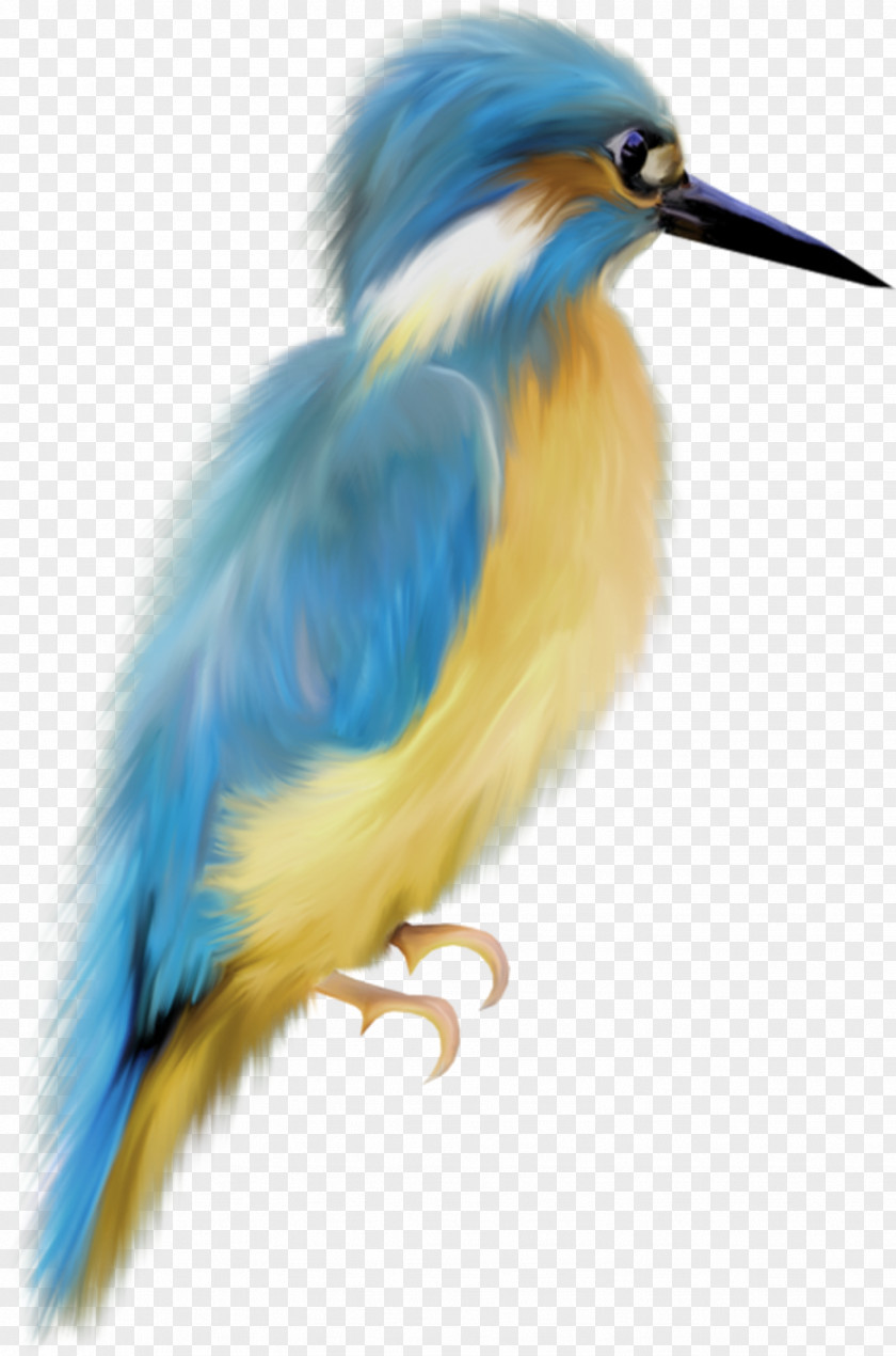 Birds Bird European Robin Watercolor Painting Art PNG