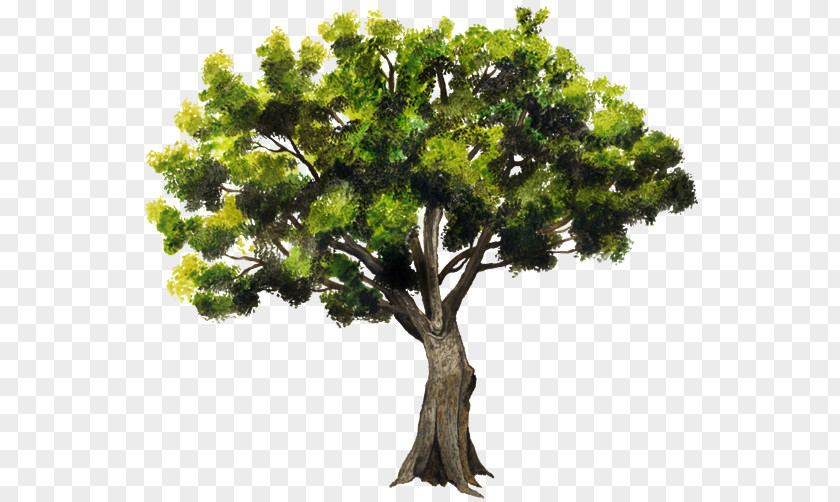 Tree Branch Accroforest Peyrins Pointleaf Manzanita Ehretia Tinifolia PNG